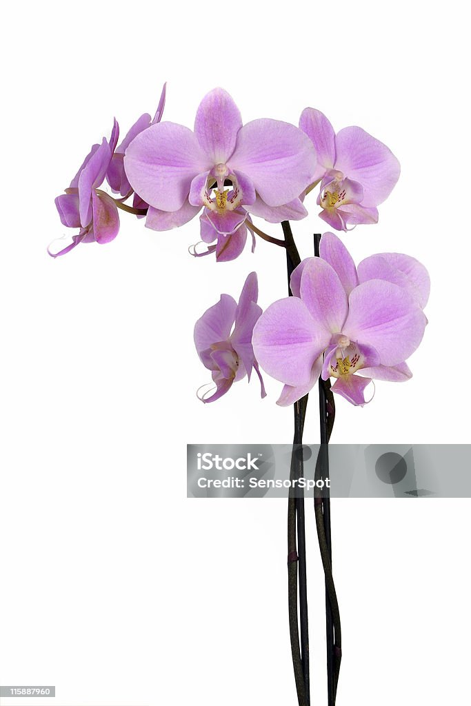 Pink orchid's branch A pink phalaenopsis orchid's branch. Beauty Stock Photo