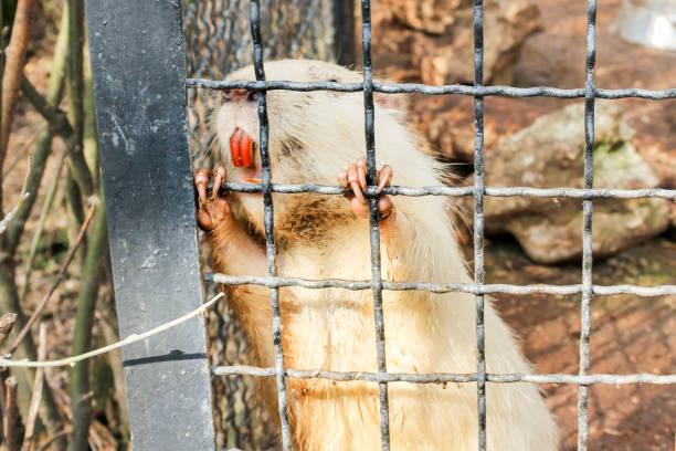 istock Water rodent in a cage. 1158879789