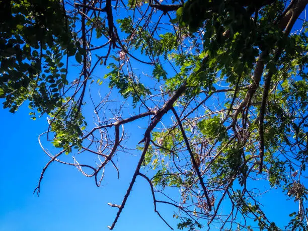 Tropical Beach Tree Leaves And Branches In The Dry Season On A Sunny Day At The Village