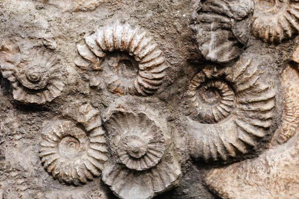 nahaufnahme vieler ammoniten prähistorischer fossilien auf der oberfläche des steins, archäologie und paläontologie konzept - fossil fuel stock-fotos und bilder
