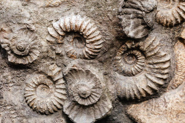 close up de muitos fóssil pré-histórico da amonite na superfície da pedra, do archeology e do conceito da paleontologia - fossil fuel - fotografias e filmes do acervo