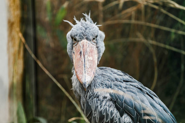 Shoebill Balaeniceps Rex very unusual and exotic bird from the hottest corners of Africa with very funny look Shoebill Balaeniceps Rex very unusual and exotic bird from the hottest corners of Africa with very funny look animal mouth stock pictures, royalty-free photos & images