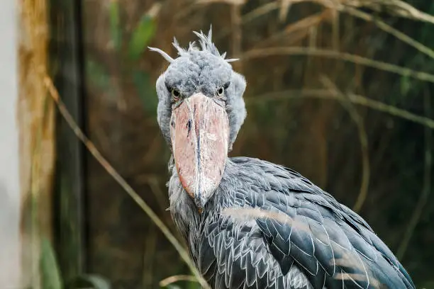 Photo of Shoebill Balaeniceps Rex very unusual and exotic bird from the hottest corners of Africa with very funny look