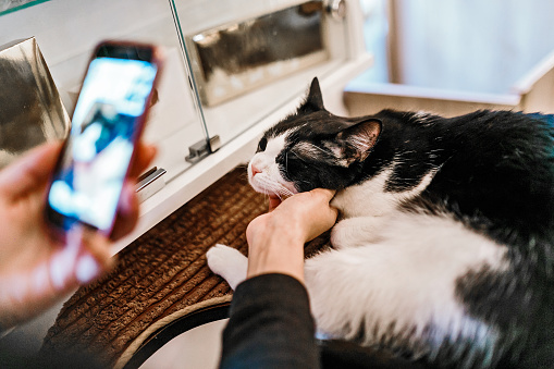 Woman making a photo of a cat with her smartphone