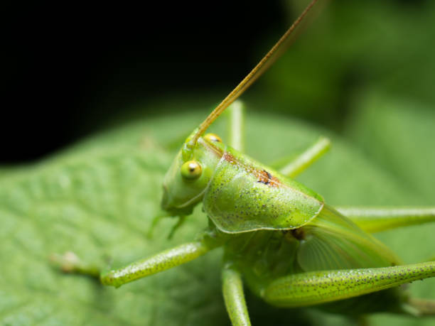 istock Bush cricket on a potato plant 1158883644