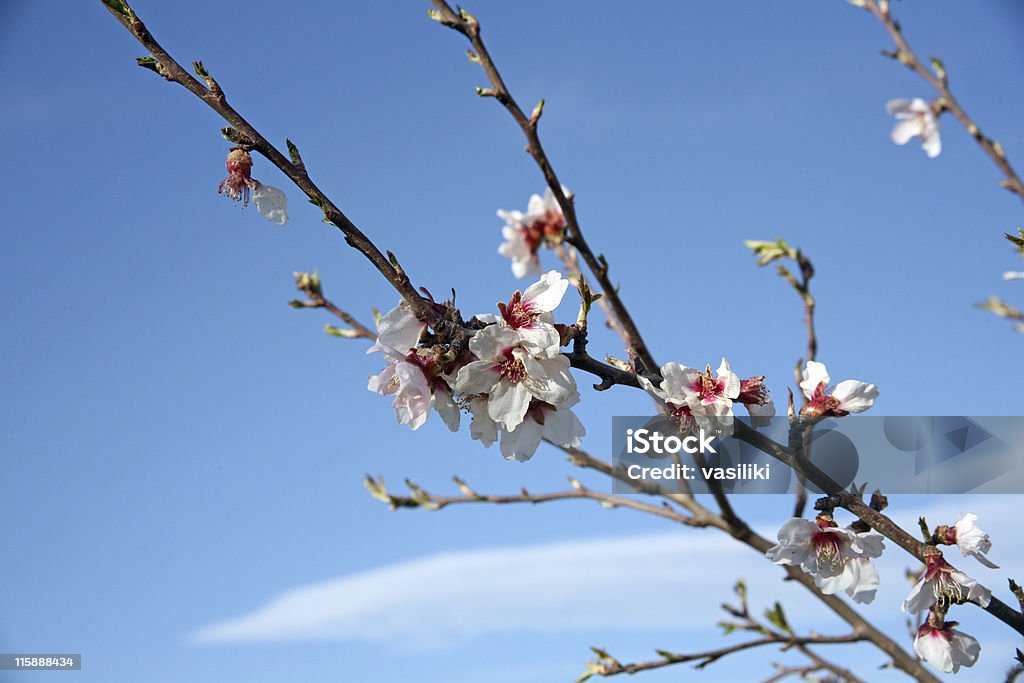 Almendro blossom - Foto de stock de Abierto libre de derechos