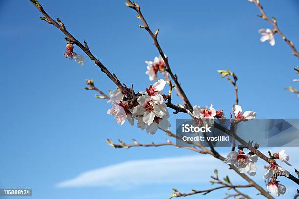 アーモンドの木の花 - いっぱいになるのストックフォトや画像を多数ご用意 - いっぱいになる, まぶしい, アーモンドの木