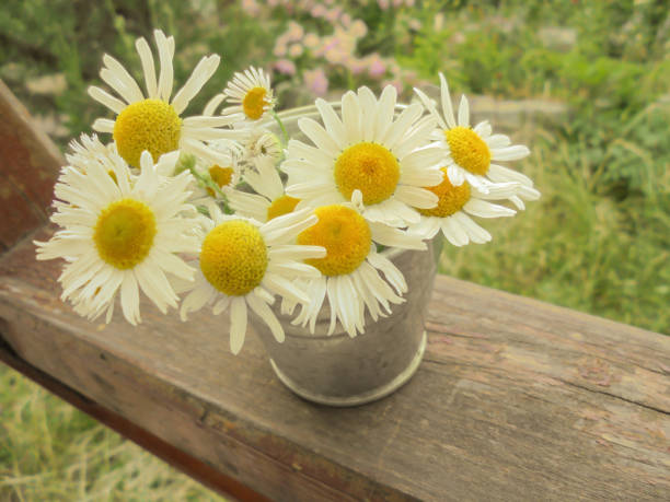 beautiful field daisies in a small metal bucket that stands on the board in the yellow light