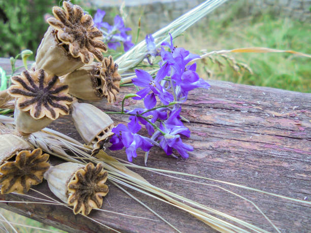 dry poppy pods and purple delphinium flowers lie on a wooden board - oriental poppy poppy close up purple imagens e fotografias de stock