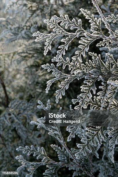 Cedar Branch - Fotografias de stock e mais imagens de Cabeça de Flor - Cabeça de Flor, Canteiro de flores, Cor de rosa