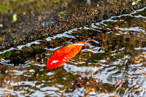 One red fallen autumn leaf floating in canal gutter in Kyoto, Japan single foliage during autumn fall season