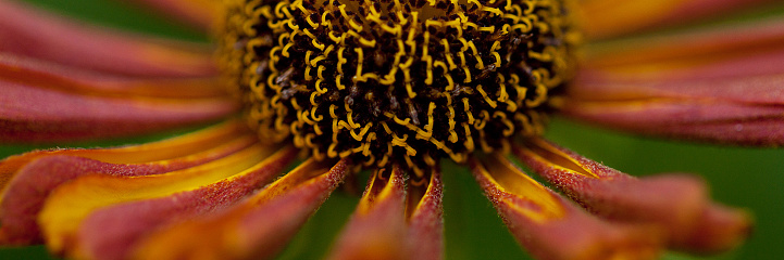 beautiful bright flower with yellow-burgundy petals, macro