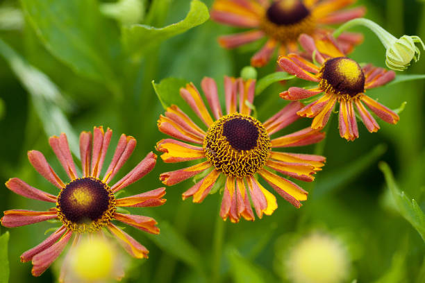 istock bright beautiful flowers, macro 1158885794