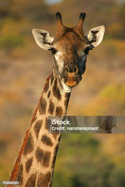 Giraffa - Fotografie stock e altre immagini di Giraffa - Ungulato - Giraffa - Ungulato, Punto di vista frontale, Africa