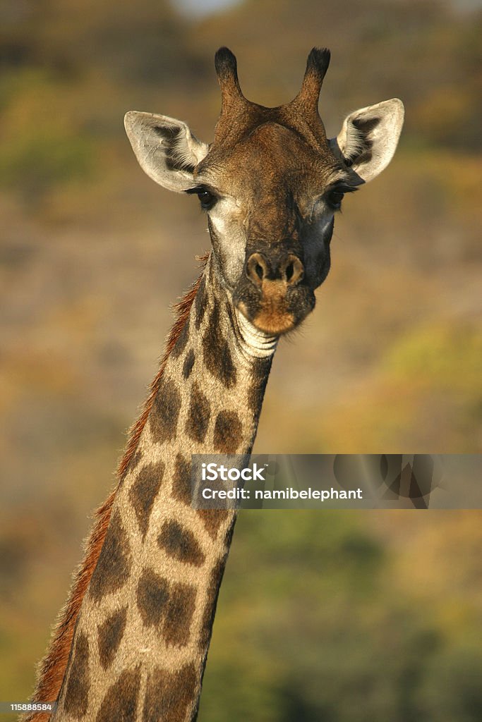 Żyrafa - Zbiór zdjęć royalty-free (Żyrafa)
