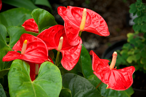 Image of the red flowering spathe of anthurium or red peace lily