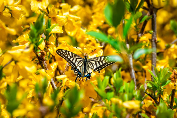 Nara, Japan garden during spring with yellow forsythia flowers and swallowtail butterfly closeup Nara, Japan garden during spring with yellow forsythia flowers and swallowtail butterfly closeup asian swallowtail butterfly photos stock pictures, royalty-free photos & images