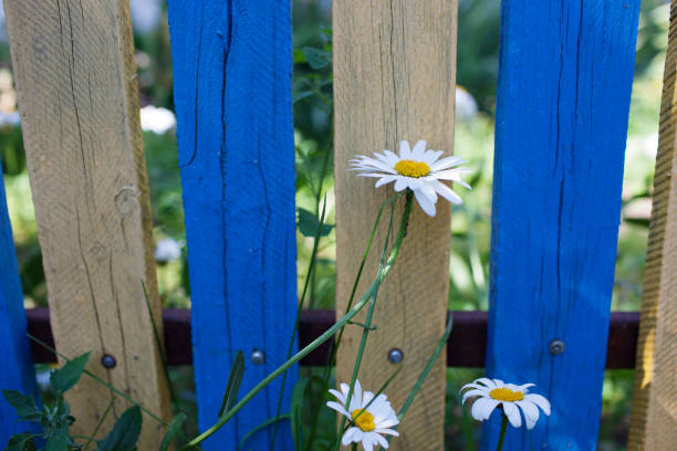 istock Meadow with green grass and white daisy flowers.Selective focus, blurred background 1158886120