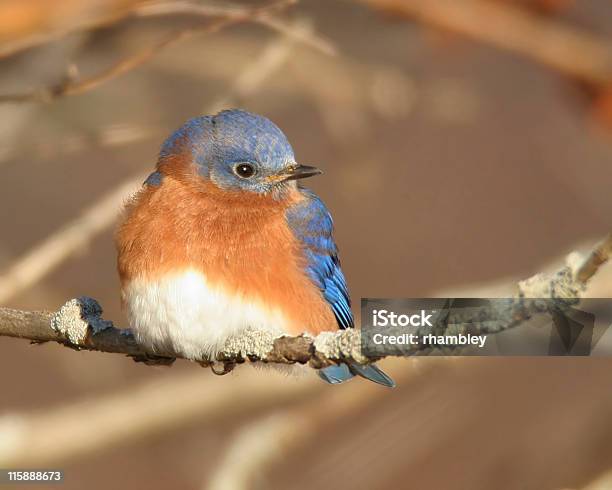 Azulejo Gorjicanelosialia Sialis Foto de stock y más banco de imágenes de Azul - Azul, Azulejo - Pájaro, Azulejo gorjicanelo