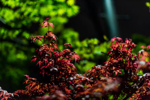 京都、市内の繁華街で夜に赤いカエデの木が葉を照らし、葉と緑のボケの背景のクローズアップ - autumn leaf flash ストックフォトと画像