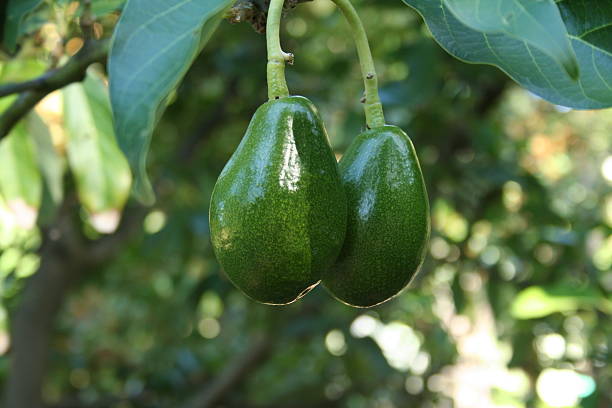 готовы к отправке двух спелый авокадо на дерево - avocado australia crop farm стоковые фото и изображения