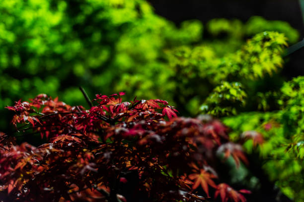 京都、市内の繁華街で夜に紅緑色のカエデの木が葉を照らし、紅葉と緑のボケの背景をクローズアップ - autumn leaf flash ストックフォトと画像