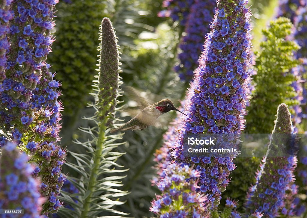 Beija-flor pequeno-almoço, tarde - Royalty-free Alimentar Foto de stock