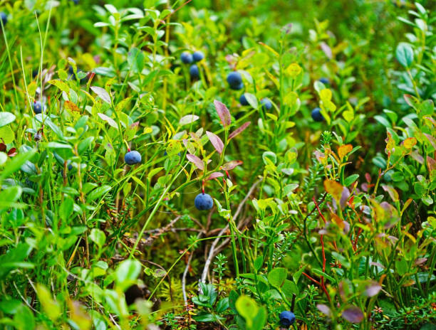 istock Blueberries growing on a bush, lapland, Finland 1158888180