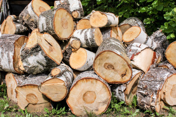 istock The sawed chocks of a birch trunk. 1158888281