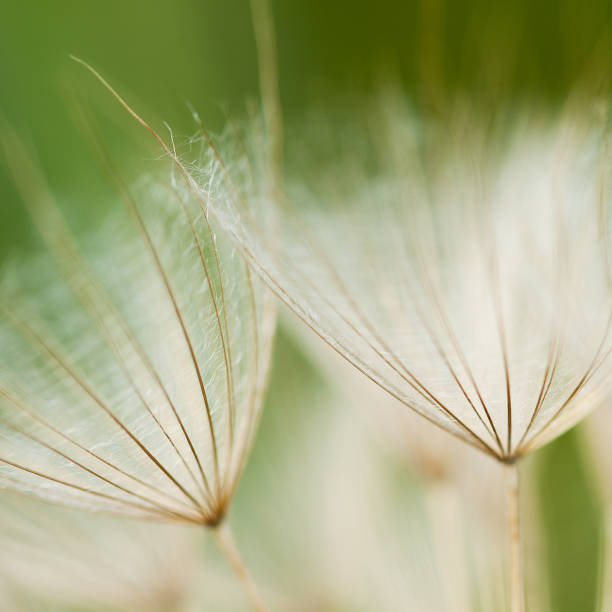 istock tender web of plant seeds 1158888830