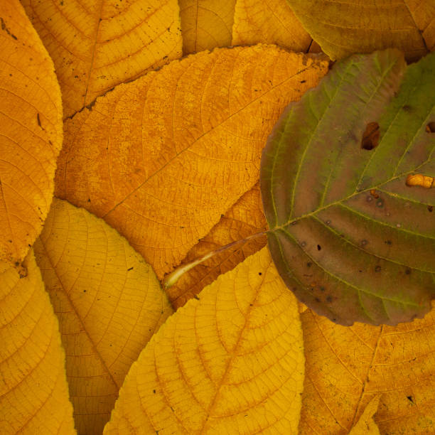 istock autumn fallen colorful leaves 1158889415