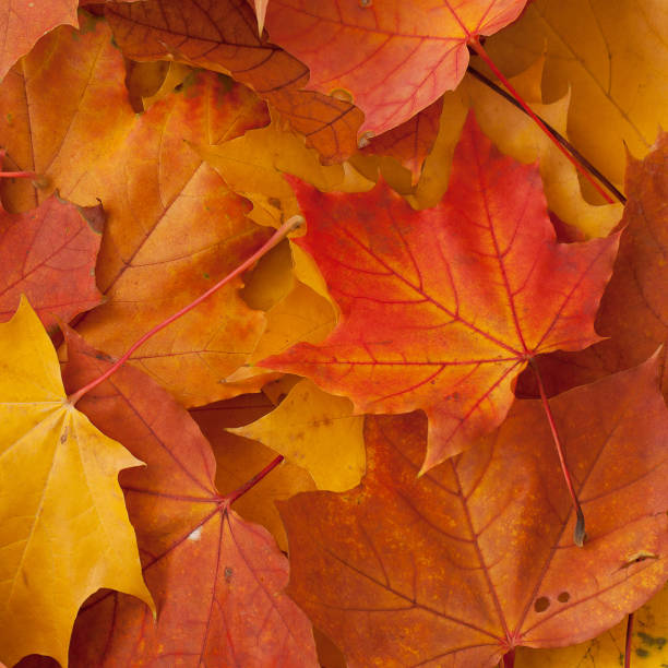 istock fallen red and yellow maple leaves 1158889417