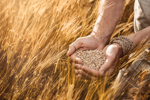 Farmer's hands holding organic einkorn wheat seeds