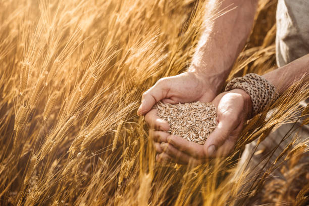 Farmer's hands holding organic einkorn wheat seeds Close up of farmer's hands holding organic einkorn wheat seed on the field at the sunset sifting stock pictures, royalty-free photos & images