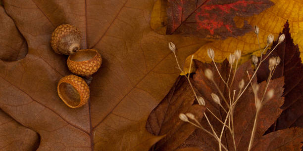 istock autumn foliage, acorns and dry grass 1158889495