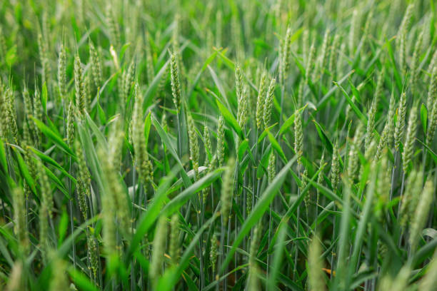 istock wheat background picture with green ears 1158889839