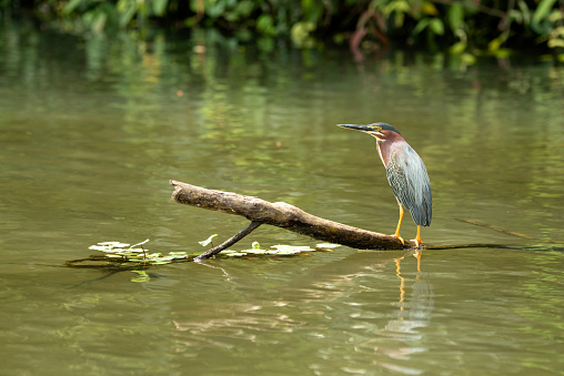 Names: Green Heron, Green-backed heron
Scientific name: Butorides virescens
Country: Costa Rica
Location: Tortuguero