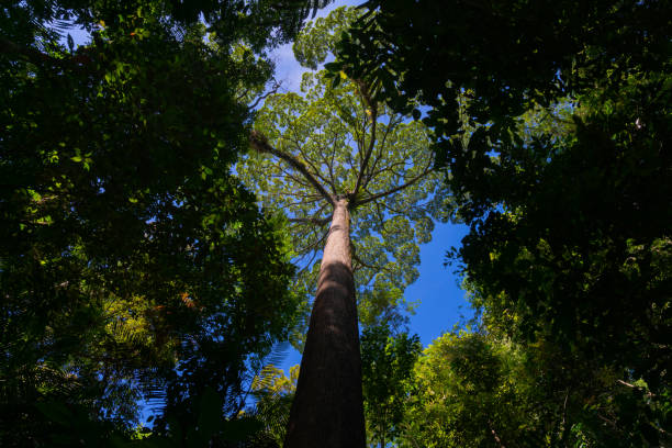istock Looking up the trunk of tall jungle tree 1158890994