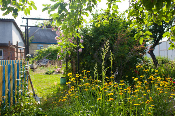 istock A flower garden in the backyard.Selective focus 1158891085