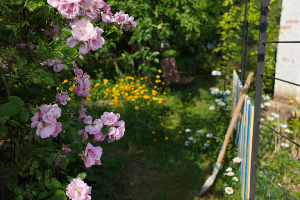 istock A flower garden in the backyard.Selective focus 1158891136