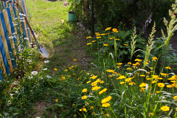 istock A flower garden in the backyard.Selective focus 1158891137