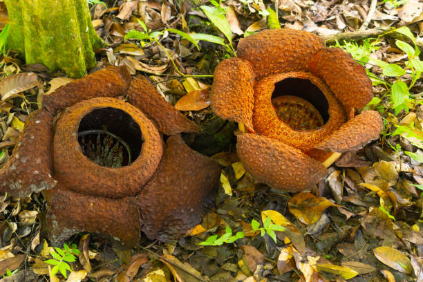 istock Giant rafflesia flowers in Sabah 1158891409