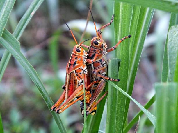 istock Eastern Lubber Grasshopper (Romalea microptera) mating on a leaf in Florida 1158891414