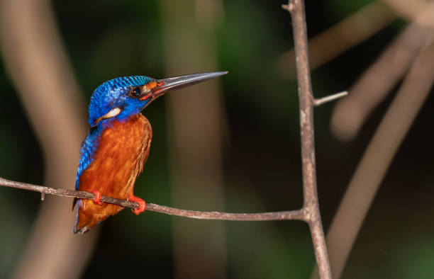 Blue-eared kingfisher Blue-eared kingfisher  sitting on thin branch close-up. kinabatangan river stock pictures, royalty-free photos & images