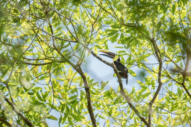 Chestnut-mandibled toucan