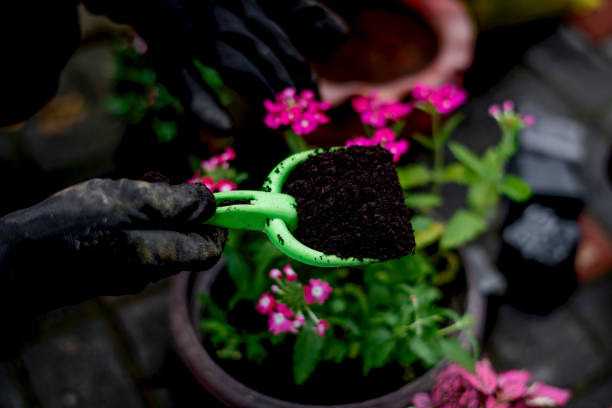 istock Young woman planting flower 1158892564