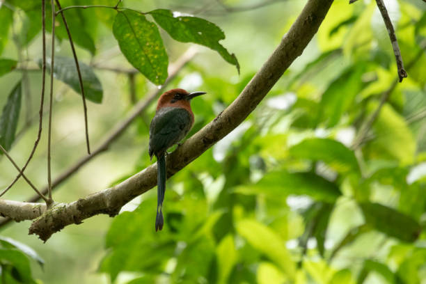 istock Broad-billed Motmot 1158892606