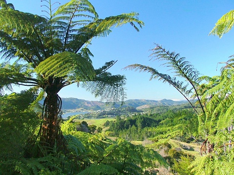 Tree Ferns and the Countryside of New Zealand
