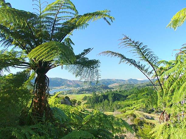Tree Ferns and the Countryside of New Zealand Tree Ferns and the Countryside of New Zealand possum nz stock pictures, royalty-free photos & images
