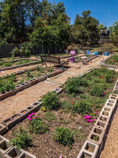 istock Community garden in Colorado 1158892702